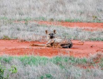 Hyäne liegt auf der roten Erde im Tsavo Ost Nationalpark während einer Kenia Safari Reise