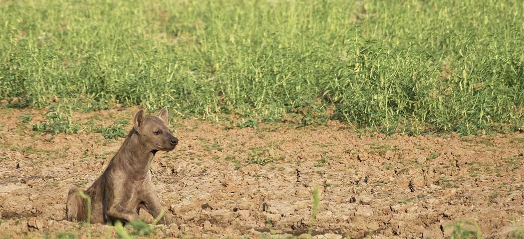 Babay Hyänen bei Tansania Safari Reisen entdecken