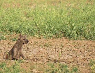 Babay Hyänen bei Tansania Safari Reisen entdecken