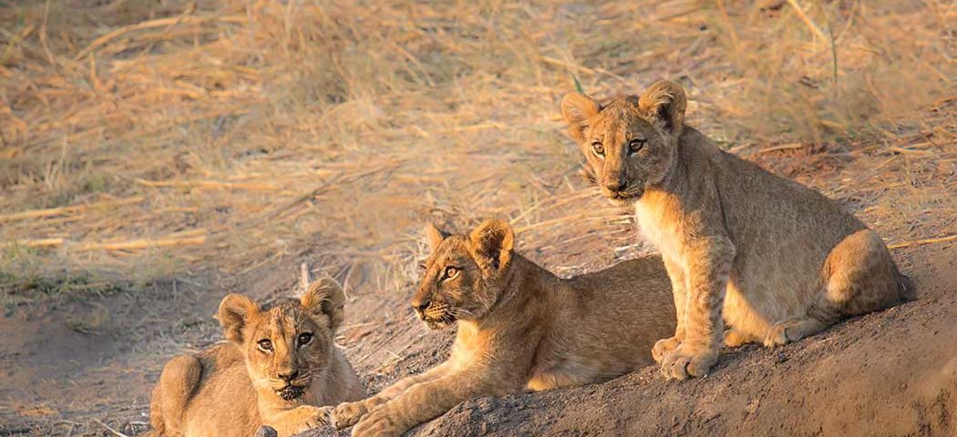 Junge Löwen in der Steppe des Ruaha Nationalparks