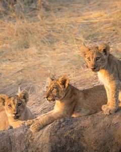 Junge Löwen in der Steppe des Ruaha Nationalparks