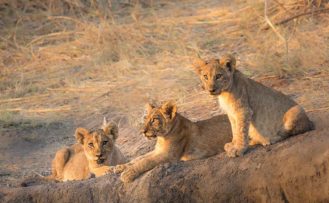 Junge Löwen Ruaha Nationalpark Junge Löwen in der Steppe des Ruaha Nationalparks