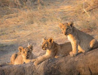 Junge Löwen in der Steppe des Ruaha Nationalparks