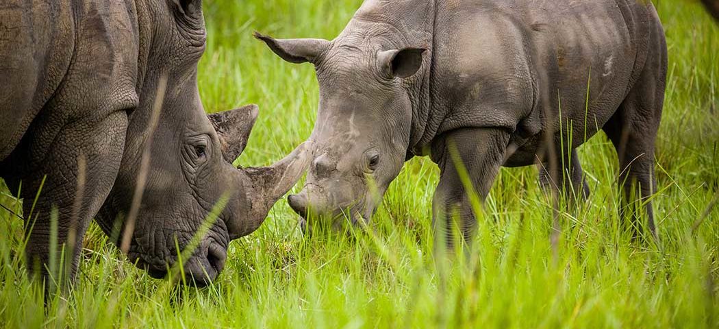 Junges Breitmaulnashorn bei einer Uganda Safari Rundreise im Ziwa Rhino Sanctuary