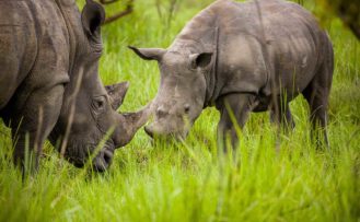Junges Breitmaulnashorn im Ziwa Rhino Sanctuary Junges Breitmaulnashorn bei einer Uganda Safari Rundreise im Ziwa Rhino Sanctuary