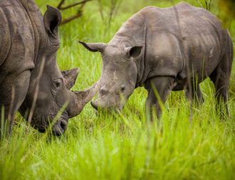 Junges Breitmaulnashorn bei einer Uganda Safari Rundreise im Ziwa Rhino Sanctuary