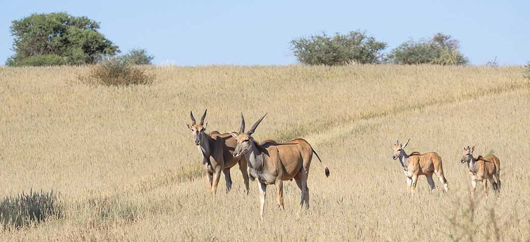 Kalahari bei einer Namibia Safari Rundreise