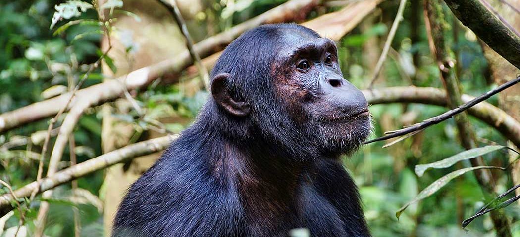 Uganda Safari Reisen im Kibale Forest Nationalpark