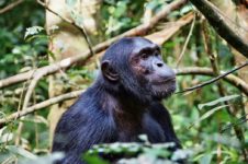 Uganda Reisen im Kibale Forest Nationalpark
