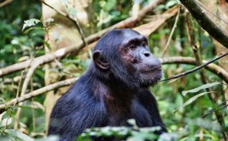Kibale Forest Nationalpark Uganda Safari Reisen im Kibale Forest Nationalpark