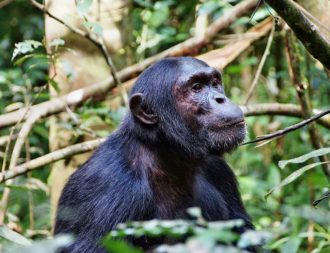 Uganda Safari Reisen im Kibale Forest Nationalpark