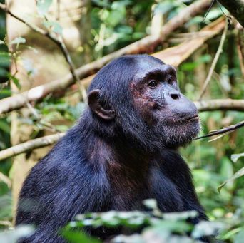 Uganda Safari Reisen im Kibale Forest Nationalpark