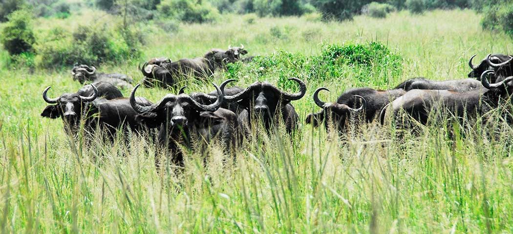 Büffelherde im Kidepo Valley Nationalpark auf einer Uganda Safari Reise gesichtet
