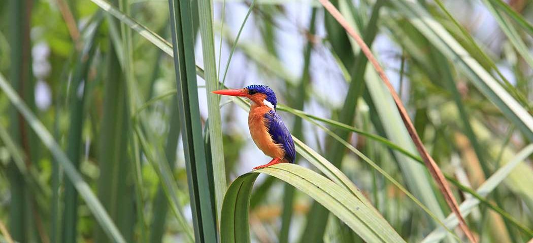 Kingfisher bei einer Uganda Safari Reise im Queen Elizabeth Nationalpark entdeckt