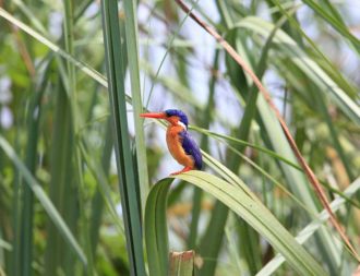 Kingfisher bei einer Uganda Safari Reise im Queen Elizabeth Nationalpark entdeckt