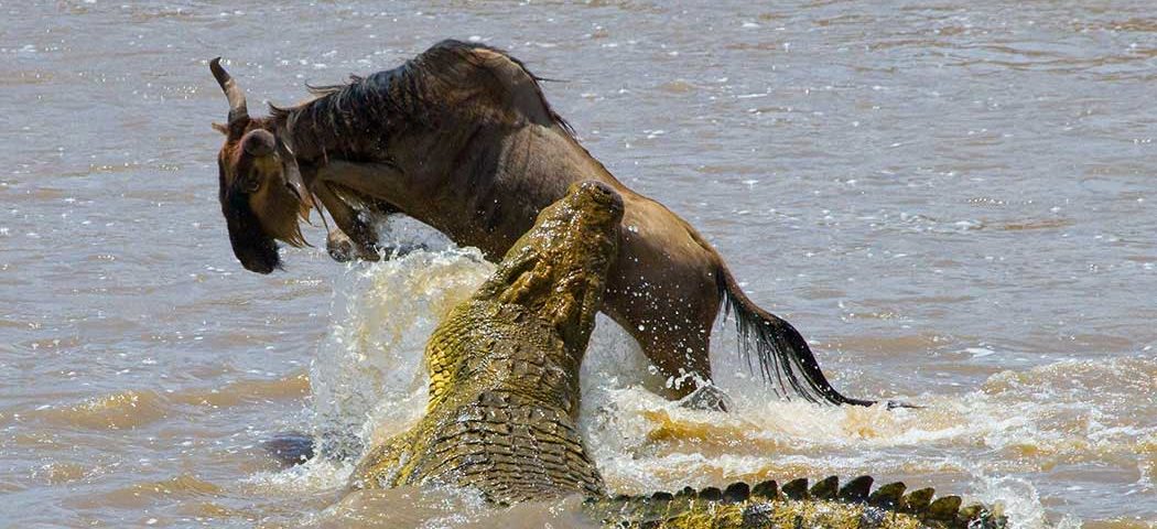 Ein Krokodil schnappt ein Gnu in der Masai Mara bei einer Kenia Safari Reise