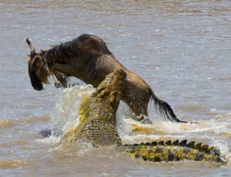 Ein Krokodil schnappt ein Gnu in der Masai Mara bei einer Kenia Safari Reise