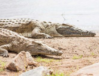 Krokodile im Tsavo Ost Nationalpark bei einer Kenia Safari Reise