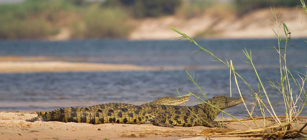 Krokodile in Caprivi bei einer Namibia Safari Reise