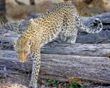 Leopard-im-Okavango-Delta Leopard im Okavango Delta auf Safari in Botswana