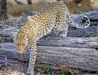 Leopard im Okavango Delta auf Safari in Botswana