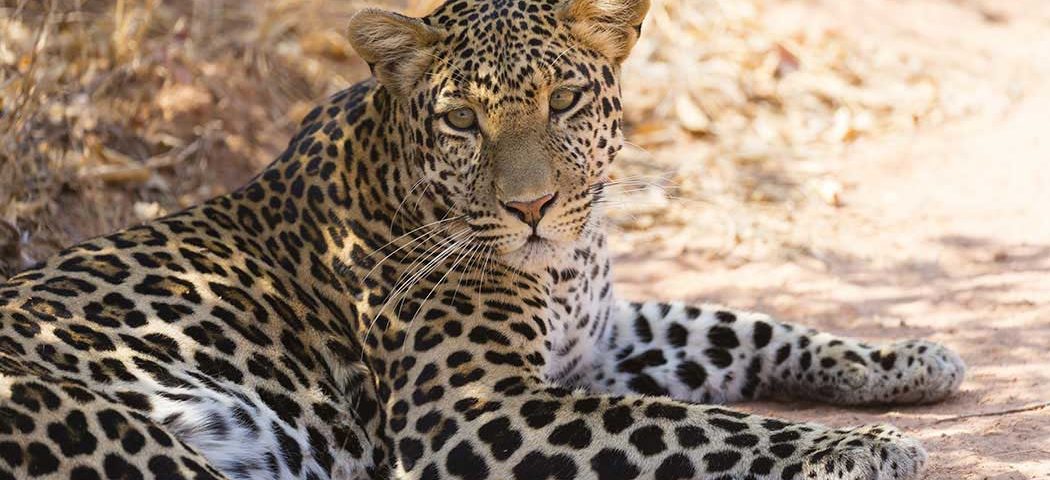 Leopard in der Steppe des Ruaha Nationalparks bei Tansania Safari Reisen