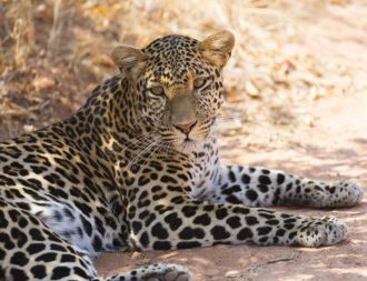 Leopard in der Steppe des Ruaha Nationalparks bei Tansania Safari Reisen