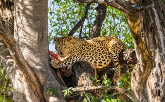 Leopard-in-der-Moremi