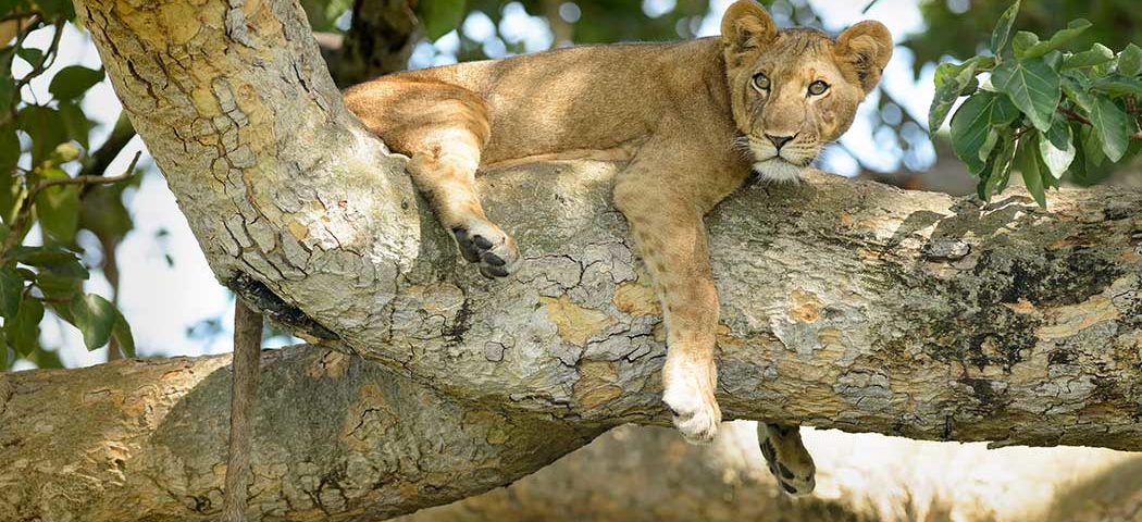 Löwe auf einem Baum im Queen Elizabeth Nationalpark auf Uganda Safari Rundreisen