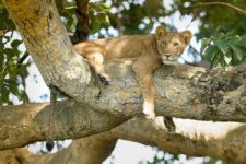 Löwe auf einem Baum im Queen Elizabeth Nationalpark auf Uganda Rundreisen