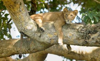 Löwe auf einem Baum im Queen Elizabeth Nationalpark auf Uganda Safari Rundreisen