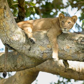 Löwe auf einem Baum im Queen Elizabeth Nationalpark auf Uganda Safari Rundreisen
