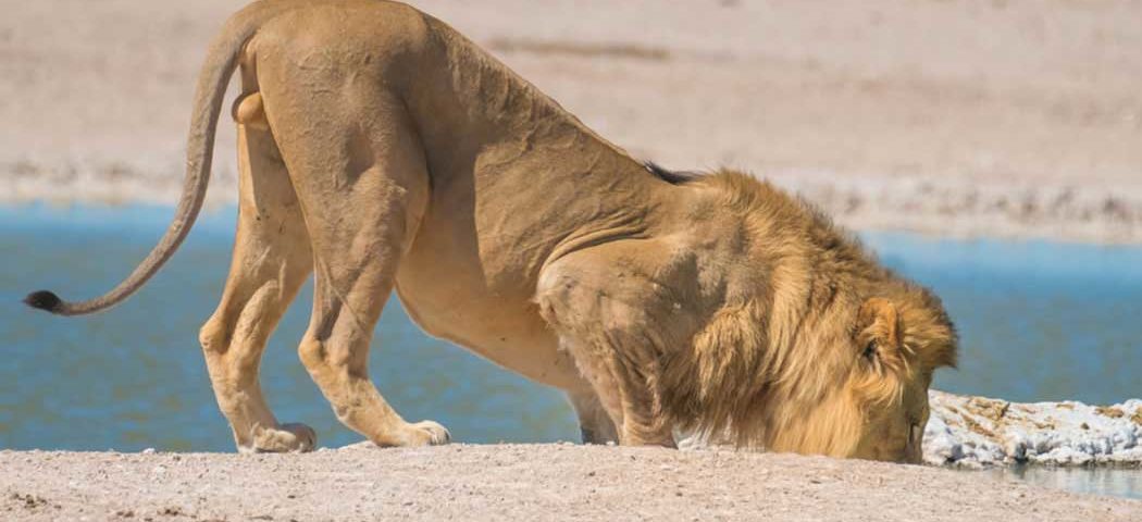 Löwe im Etosha Nationalpark auf Namibia Safari Reise
