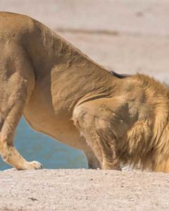 Löwe im Etosha Nationalpark Löwe im Etosha Nationalpark auf Namibia Safari Reise