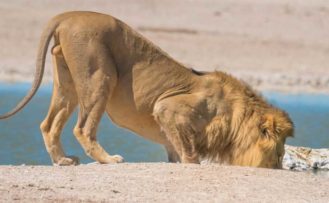 Löwe im Etosha Nationalpark Löwe im Etosha Nationalpark auf Namibia Safari Reise