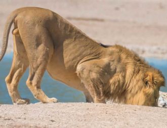 Löwe im Etosha Nationalpark auf Namibia Safari Reise