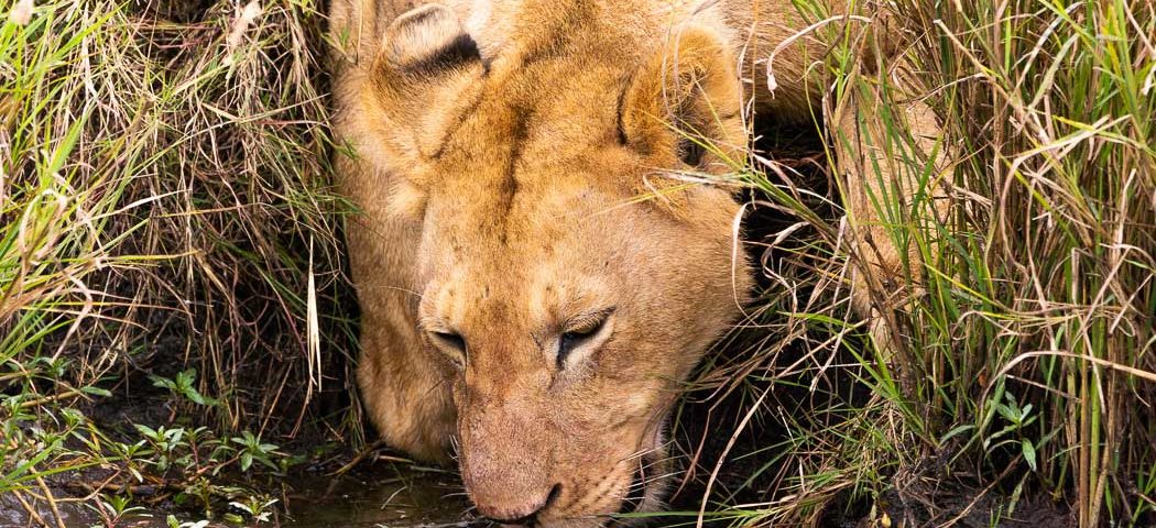 einen trinkenden Löwen in der Masai Mara gesehen