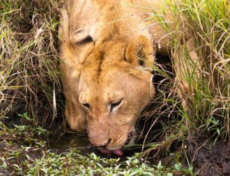 einen trinkenden Löwen in der Masai Mara gesehen