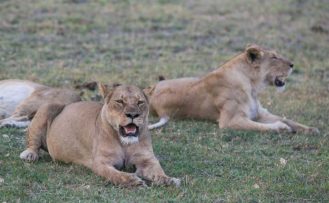 Loewen-im-Moremi-Wildlife-Reserve