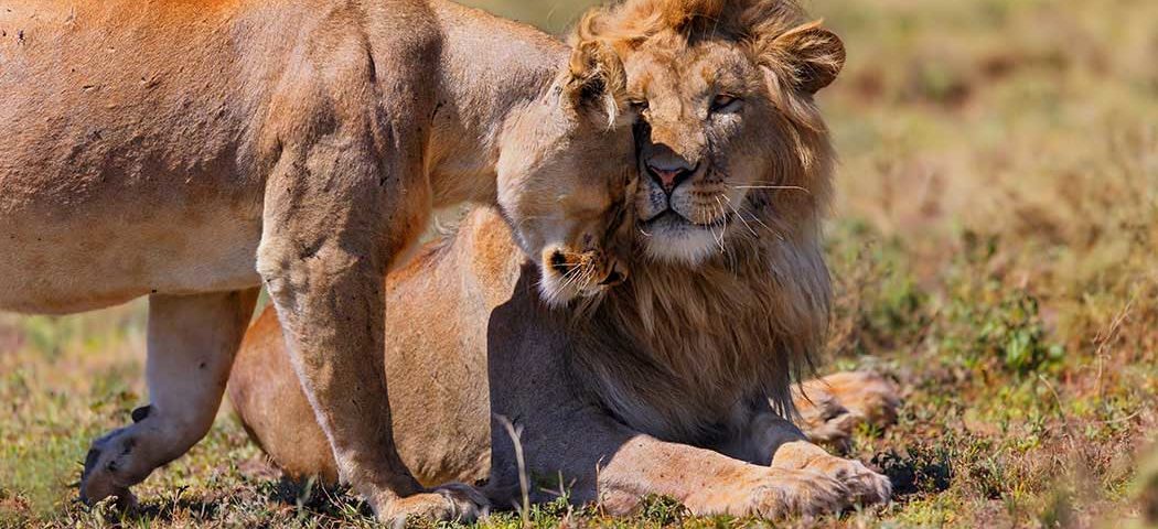 Tansania Safari Rundreisen mit Löwen im Ngorongoro Krater