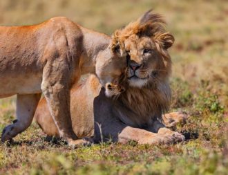 Tansania Safari Rundreisen mit Löwen im Ngorongoro Krater