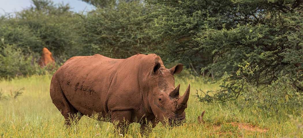 Nashorn im Waterberg Plateau Park auf einer Namibia Safari Reise