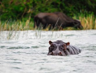 Nilpferd im Kazinga Channel während einer Uganda Selbstfahrerreise