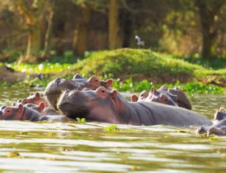 Viele Nilpferde im Lake Naivasha