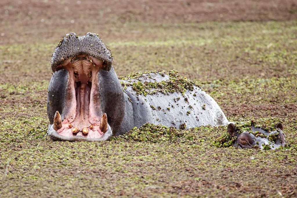 Nilpferde-im-Okavango-Delta