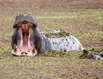 Nilpferde-im-Okavango-Delta