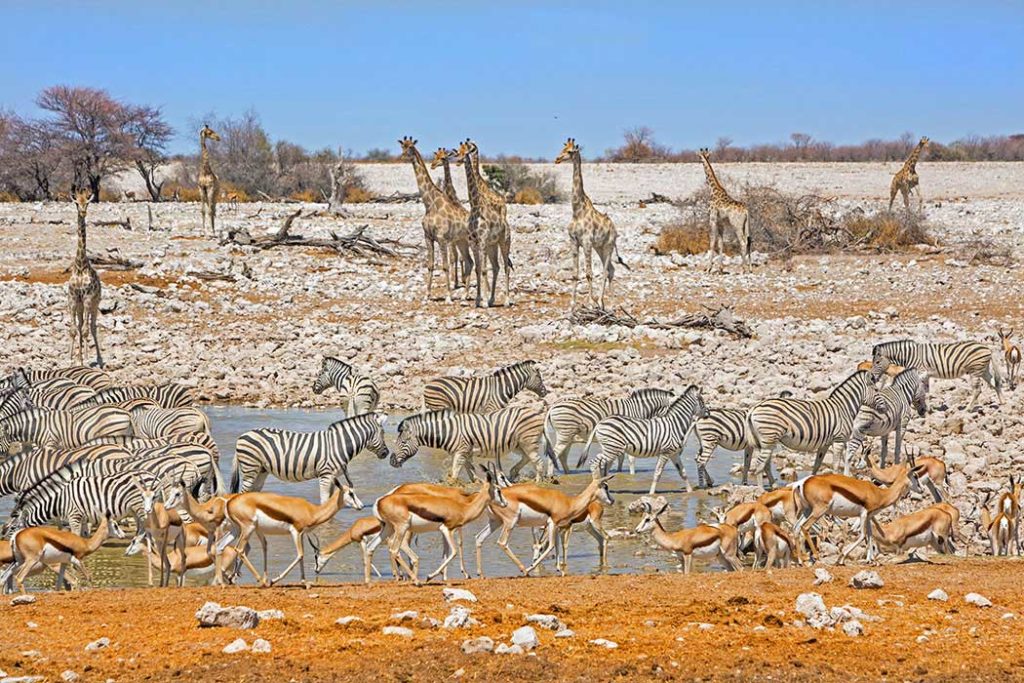 kosten namibia safari cookyourtrips