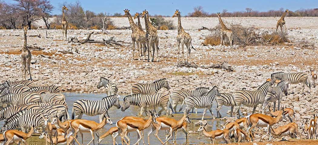 Okaukuejo Waterhole in Etosha während einer Namibia Safari Rundreise