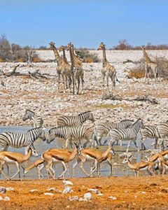 Okaukuejo Waterhole in Etosha während einer Namibia Safari Rundreise