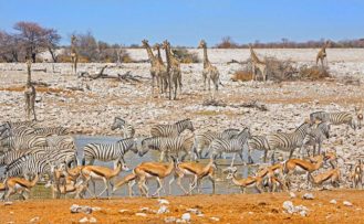 Okaukuejo Waterhole in Etosha Okaukuejo Waterhole in Etosha während einer Namibia Safari Rundreise